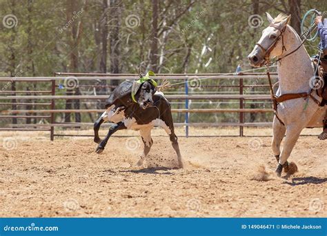 Calf Roping Competition at an Australian Rodeo Stock Image - Image of dusty, motion: 149046471