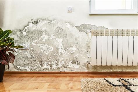 What Causes Indoor Mold? - Interior Designs Hub