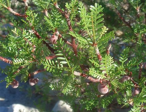 Bursera microphylla - Alchetron, The Free Social Encyclopedia