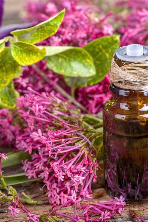 Clary sage oil: Uses, side effects, and benefits