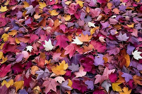 Papercraft Fall Leaves Hd Wallpaper Hd Background, 3d Rendering Hello Spring Autumn Maple ...