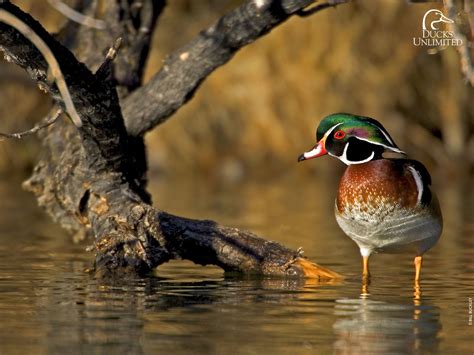 Duck, Goose Hunting Supplies and Retriever Training Gear | Marsh Mutt | Waterfowl hunting, Goose ...