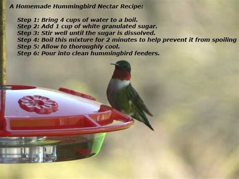 Hummingbird Nectar Recipe. How to make homemade hummingbird food ...