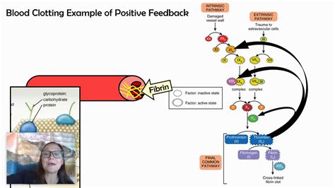 Positive Feedback Mechanism Blood Clotting