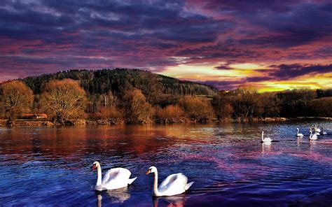 Swans At Lake Wallpapers - Wallpaper Cave