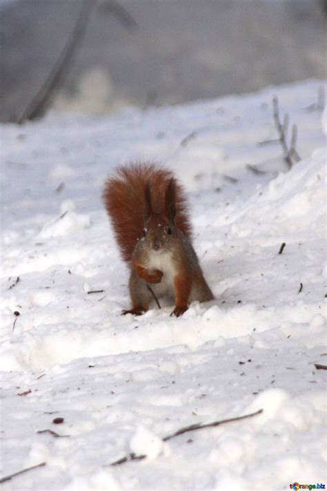 The squirrel sits in snow free image - № 4144