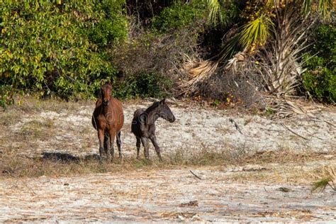 Wild horses on the beach stock photo. Image of feral - 268455780