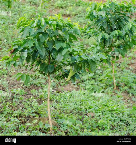 Young arabica coffee plantation Stock Photo - Alamy