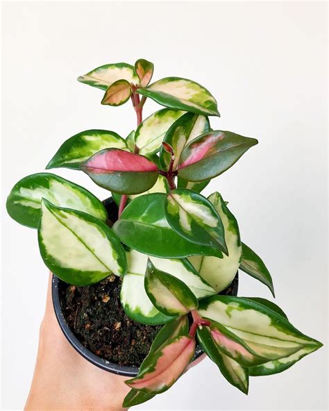 How To Care For A Hoya Krimson Princess (Hoya Carnosa) - Indoor Home Garden