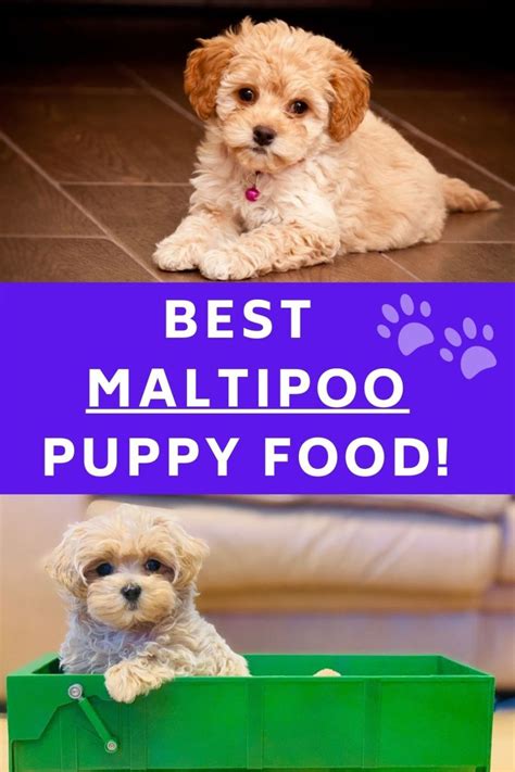 The Best Maltipoo Puppy Food - 2024 Tested And Tried