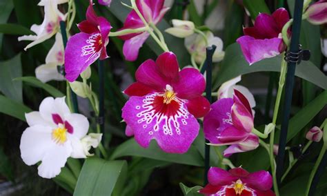 Miltonia and Miltoniopsis (Pansy Orchids): Care Guide - Brilliant Orchids