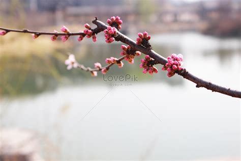 Awakening Of Spring Picture And HD Photos | Free Download On Lovepik