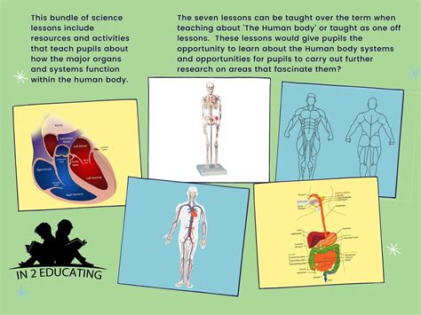 KS2 Science Human Body Systems Bundle | Teaching Resources - Worksheets Library