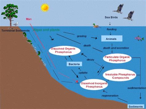 Freshwater Ecosystem Diagram