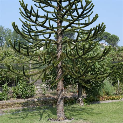 Plants, Seeds & Bulbs Araucaria ARAUCANA Wafer Monkey Puzzle Tree Fresh Seeds 3 Seeds Garden ...