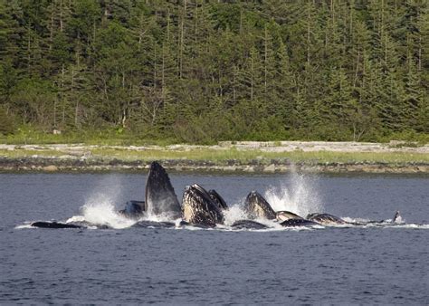 » Mendenhall Glacier & Wildlife Quest