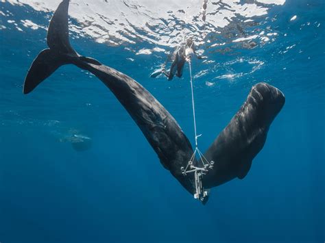 History of sperm whales – Telegraph