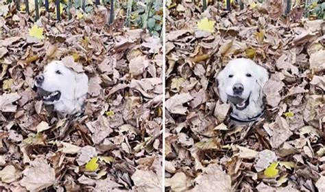 Golden retriever video: Senior dog’s joy in huge leaf pile branded ‘cutest video ever’ | UK ...