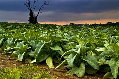 Tobacco: A Forgotten Healing Plant - Conscious Reminder