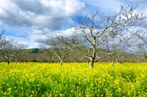 Mustard Tree Pictures, Images and Stock Photos - iStock