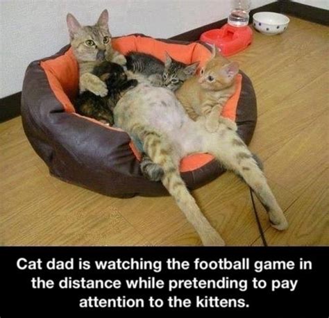 Cat dad - Meme Guy