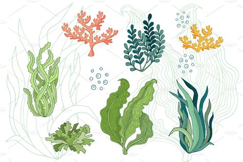 Seaweed set ~ Illustrations ~ Creative Market