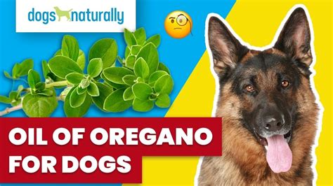 Oil of Oregano For Dogs - Dogs Naturally