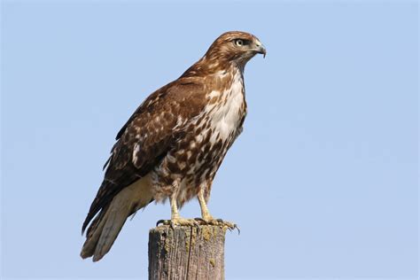 Red-tailed Hawk (Juvenile) - FeederWatch