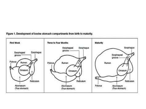 Rumen development and function