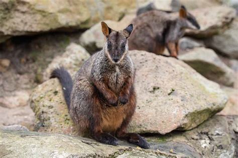 Brush Tailed Rock Wallaby Profile: Traits, Facts, Range, Diet - Mammal Age