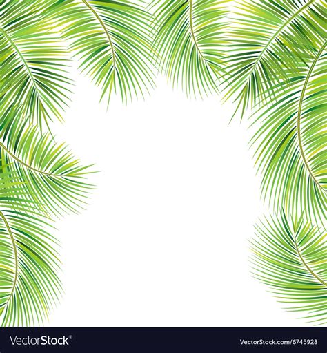 Palm tree branches Royalty Free Vector Image - VectorStock