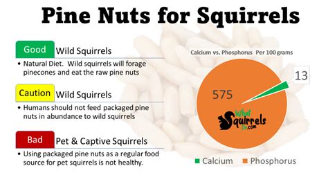 Can Squirrels Eat Pine Nuts? 3 Reasons Store Bought PineNuts Make Bad Squirrel Feed – What ...