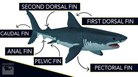 Understanding Shark Fins & Types – sharksinfo.com