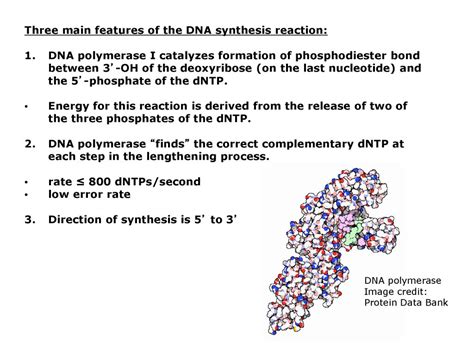 Chapter 3: DNA Replication - ppt download