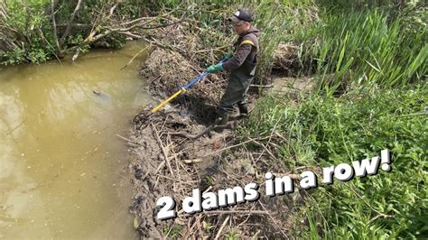 Opening 2 beaver dams to let drainage system work again. - YouTube