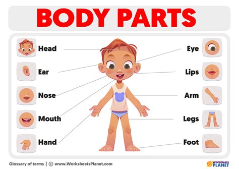 Teach Kids Human Body Parts Names Its Functions - vrogue.co