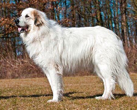 Pyrenean Mountain Dog for sale in UK | 60 used Pyrenean Mountain Dogs