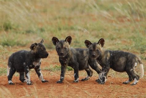 African Wild Dog Pups Lycaon pictus by Gus van Dyk - Photorator