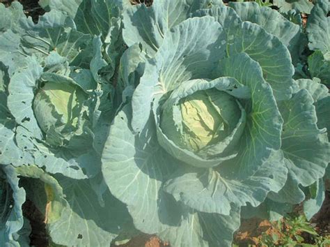 How spacing affects cabbage head size and yield - Read this story on ...