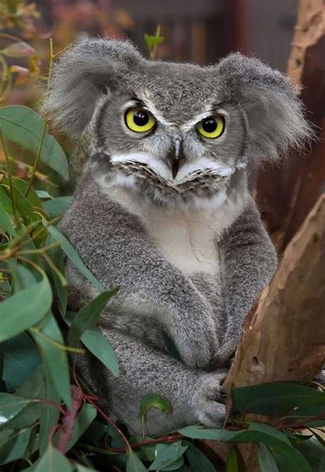 Koala Owl - very rare. | Photoshopped animals, Animal mashups, Bizarre animals