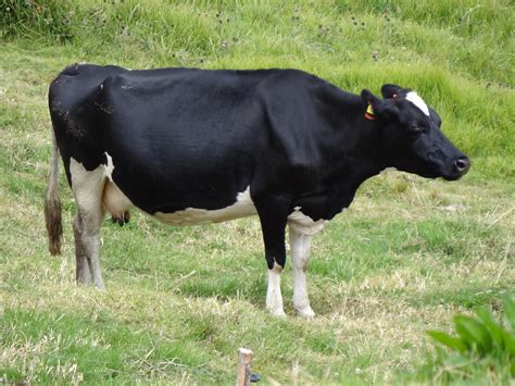 File:Holstein Cow.JPG