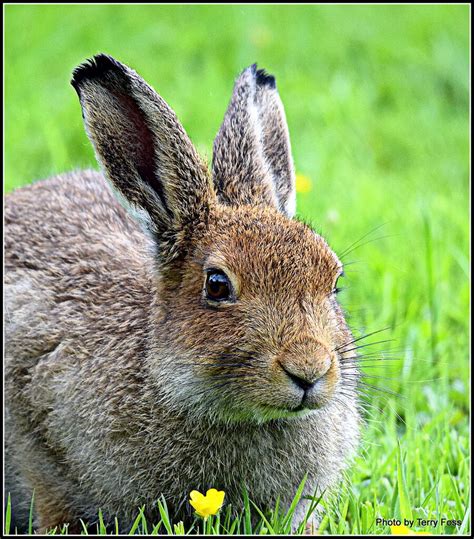 Irish Hare | BirdForum