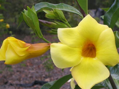 GOLDEN TRUMPET VINE – Allamanda cathartica schottii 125mm | Weslor Flowers Plant Nursery