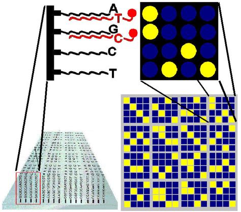 DNA Chip as SNP Detectors