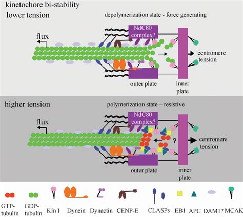 A model for molecular organization at a vertebrate kinetochore... | Download Scientific Diagram