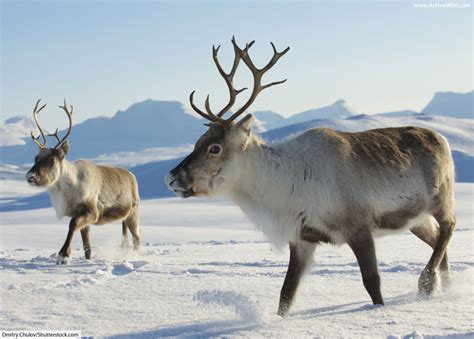 Caribou & Reindeer Facts, Pictures & Information