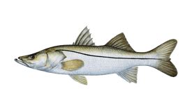 Freshwater Snook Are Florida Native Fish | #1 Best Fishing