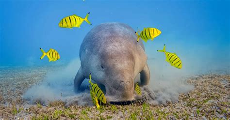 Dugong Are The only sea mammals Eat Vegan - Odd Facts