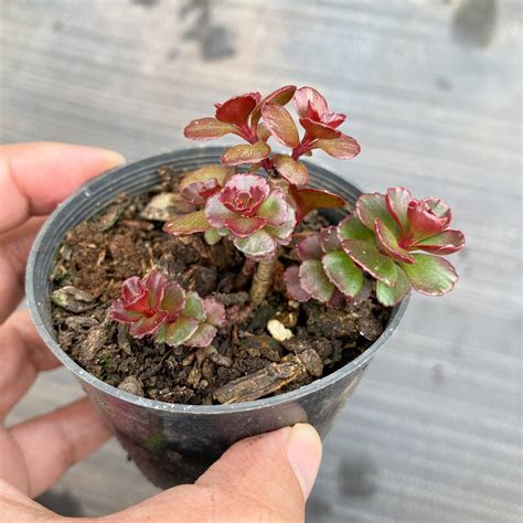 Sedum spurium 'Dragon's Blood' – LET LOVE GROW (Succulent & Cactus)