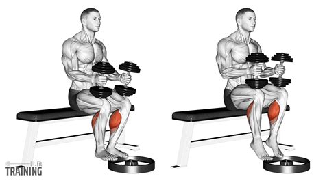 Seated Dumbbell Calf Raise - Instructions, Information & Alternatives » Training.fit